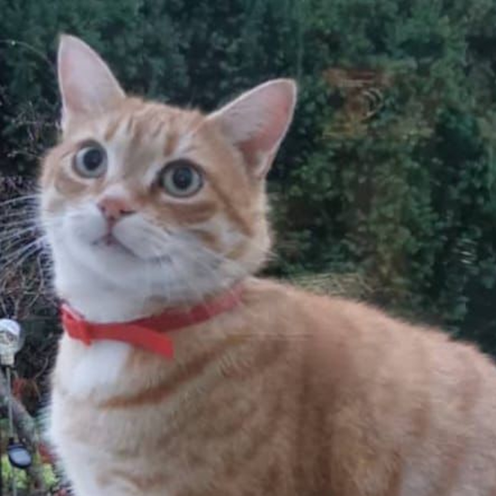 katze janko 1000x1000